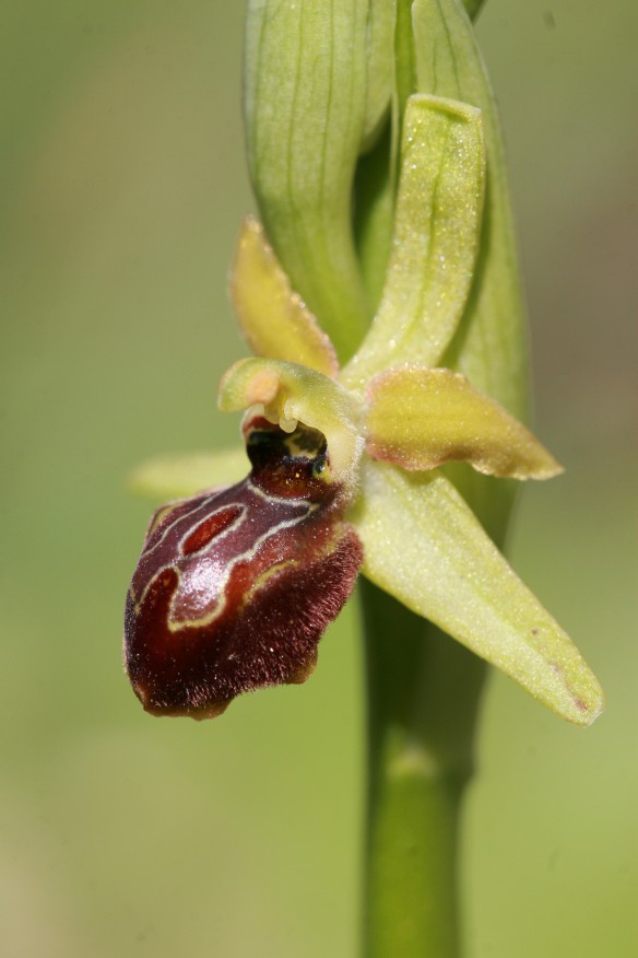 Ophrys garganica , O. incubacea e...